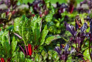 Close up of a green field
