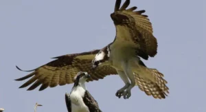 Two ospreys are interacting: one is perched on a branch while the other is flying above it with wings spread wide. The sky in the background is clear and blue.