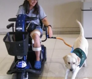 A woman sitting on an electric mobility scooter with a white Labrador retriever wearing a green vest walking beside her in an indoor setting.
