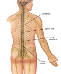 Diagram of a human spine showing the vertebrae, spinal cord, conus medullaris, and cauda equina. The image highlights the structure and function of the spinal column in the human body. Relevant for SCI Info.