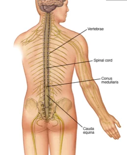 Diagram of a human spine showing the vertebrae, spinal cord, conus medullaris, and cauda equina. The image highlights the structure and function of the spinal column in the human body. Relevant for SCI Info.