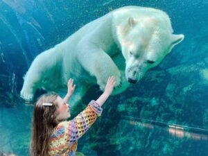 Polar bear lays behind the glass in polar bear exhibit while the little girl is admiring and trying to reach it