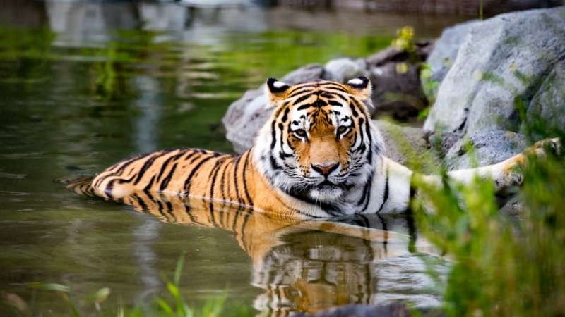 A tiger resting in shallow water near a rocky shore, surrounded by greenery. The tiger has distinctive orange and black stripes, with its head turned towards the viewer, showcasing its features in a natural habitat.