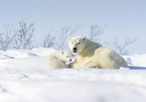 A polar bear and its cub resting on a snowy landscape under a clear blue sky, with sparse vegetation in the background.