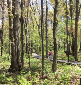 A person in a wheelchair navigating a wooden path through a lush forest with green leaves and trees. Signs are visible along the trail, promoting Park & Trail Accessibility Design (Calif).