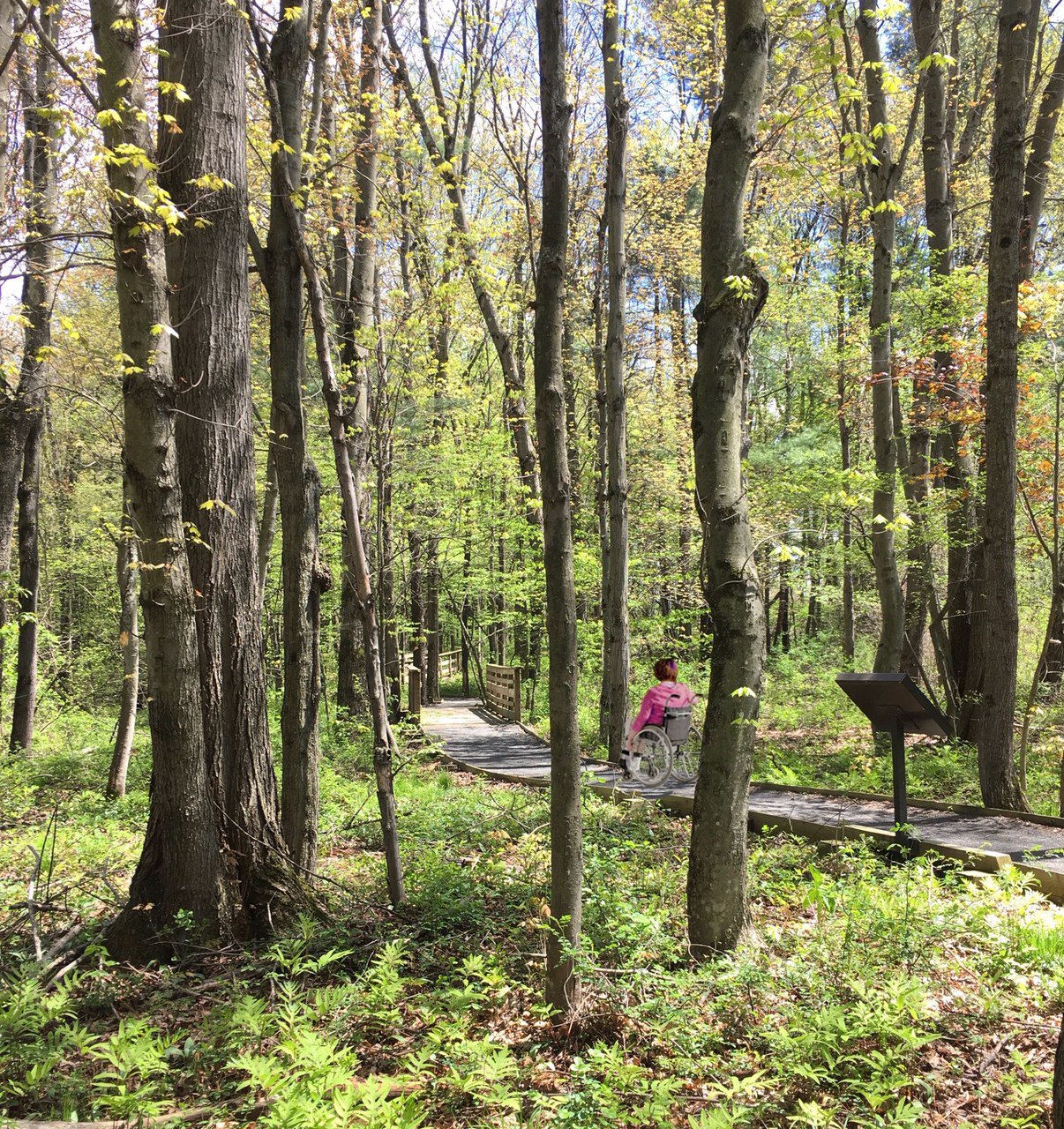 A person in a wheelchair navigating a wooden path through a lush forest with green leaves and trees. Signs are visible along the trail, promoting Park & Trail Accessibility Design (Calif).