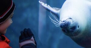 Photo shows a young boy looking through the glass of the aquarium and a large walrus, swimming upside down, looking at the boy