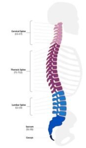 Picture source a spinal cord image with your four different regions highlighted in pink purple light blue and dark blue at the bottom. It’s a lumber, thoracic C-section, etc. have labels.
