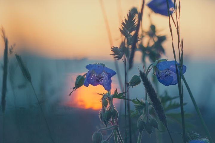 Purple flowers are waving, and you could see the sunset in the distance in a blue and yellow sky